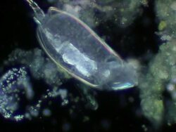 Rotifer feeding Stock Footage