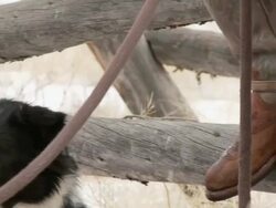 CU Dog waiting as cowboy is sitting with boots on fence rail / Shell, Wyoming, United States Stock Footage