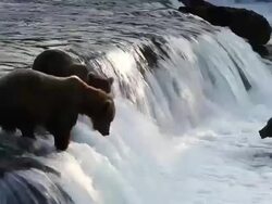 MS Shot of Brown bears fishing for salmon at Brooks Falls / Alaska, United States Stock Footage