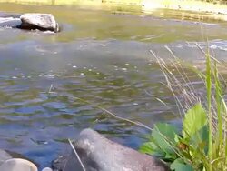 flowing stream with sound Stock Footage