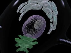 Neuron also known as neurones and nerve cells) are responsive cells in the nervous system that process and transmit information by chemical signals within the neuron. Stock Footage