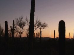 Saguaro National Park Stock Footage