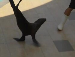 Pan Right Follow Shot Seal walking Singapore  Stock Footage