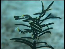 CU Crinoid Squat Lobster on moving Crinoid, zoom out to MS, Mabul, Borneo, Malaysia Stock Footage