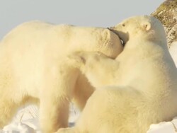  MS Two polar bears fighting each other on snow / Churchill, Manitoba, Canada Stock Footage