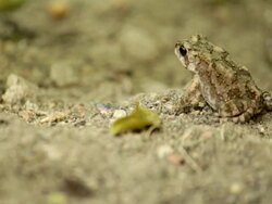frogs Stock Footage