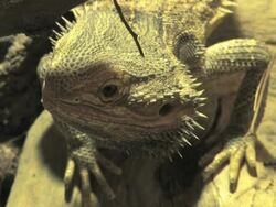 NTSC: Bearded Dragon Stock Footage