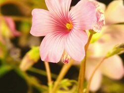 Glover  flower blooming Stock Footage