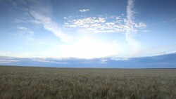 Dolly right looking out over a wheat field at sunset Stock Footage
