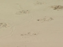 Crocodile tracks on sandy beach, Australia Stock Footage