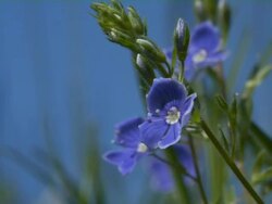 Veronica Stock Footage