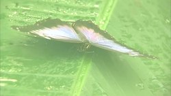 Butterflies in the Natural History Museum News Clip