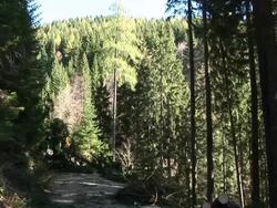 HD: Falling tree Stock Footage