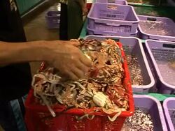 CLEAN: Hong Kong's ghostly seas warn of looming global tragedy  News Clip