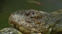A crocodile stares as it rests in water. Stock Footage