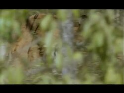 MCU Pan right, Bengal tiger moving through trees, Bannerghata NP, India Stock Footage