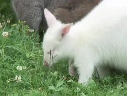 White wallaby Stock Footage
