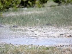 hot spring in yellowstone national park Stock Footage