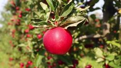 Apples, camera pan Stock Footage