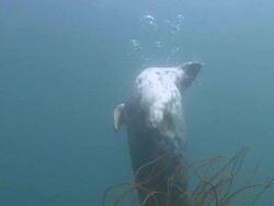 Grey Seal Stock Footage