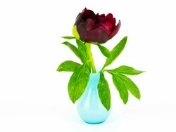 Red peony in blue vase - Time Lapse Stock Footage