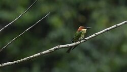 Birds of Thailand, Rain forest wildlife Stock Footage