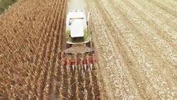 Harvester Work on Cornfield Stock Footage