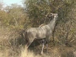 Kudu feeding Stock Footage