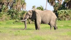 Elephant Grazing in Safari at Wild Stock Footage