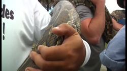 While hunters stalked the elusive Burmese python through Florida's Everglades over the past month, state and federal wildlife officials set traps for other animals menacing native wildlife in a fragile ecosystem. News Clip