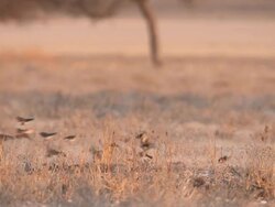 CU SLO MO TS PAN Small birds in flcok feeding on ground and moving   / Central Kalahari Game Reserve, Botswana Stock Footage