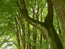 HD CRANE: Trees With Fresh Green Leaves Stock Footage