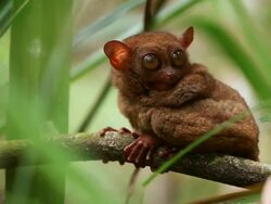 "LS through leaves of a Philippines tarsier turning head and widening eyes quickly while crouched on a branch / Bohol Island, Philippines" Stock Footage