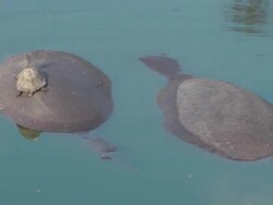 hippopotamus Stock Footage