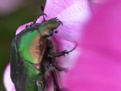 Green Beetle Stock Footage
