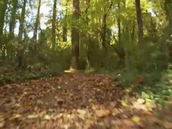POV, Walking along forest path, Atlanta, Georgia, USA Stock Footage