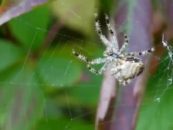 Spider grooming his web Stock Footage