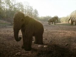 Medium Long Shot static - A baby mastodon eats away from the herd when, suddenly, a saber-tooth tiger grabs it. / Dallas, Texas, USA Stock Footage