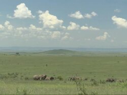 African Bush Elephants (Loxodonta africana) in huge landscape, Kenya, Africa Stock Footage