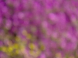 MS R/F Shot of Pink veggies with small yellow spring flowers moving in FG / Namaqualand, Northern Cape, South Africa Stock Footage