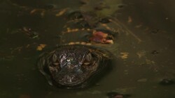 A young alligator wades in a watering hole, then skitters away. Stock Footage