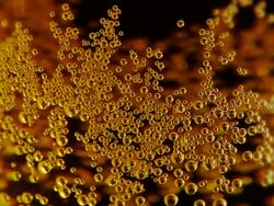 Beer / Wine Bubbles In Glass NTSC 24p Stock Footage