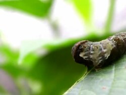 mariposa buterfly caterpillar eating a leave 10 Stock Footage