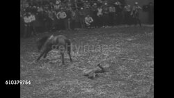 Bucking broncos take New York at annual rodeo News Clip