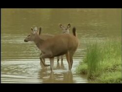 Alert Sambar Deer (Cervus unicolor) stamping hoof in signal, Kaitole, Nagarahole National Park, India Stock Footage