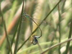 Mating damselflies Stock Footage