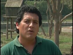 Spectacled bears in Peru on Paddington's 50th anniversary book launch News Clip