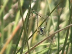 Mating damselflies Stock Footage