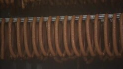 Sausage links hang from rails in a sausage making plant. Stock Footage