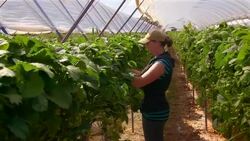 Female farm worker picks strawberries in poly tunnel Stock Footage